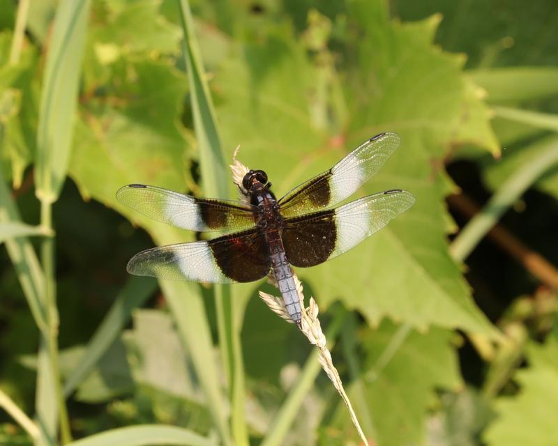 Photo of Widow Skimmer