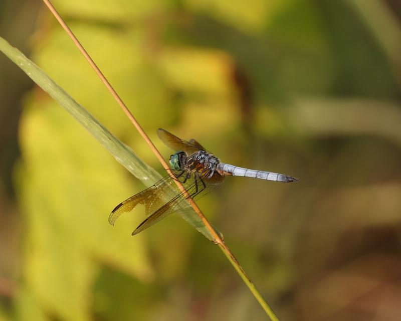 Photo of Blue Dasher