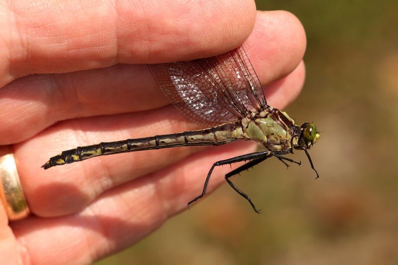 Photo of Black-shouldered Spinyleg