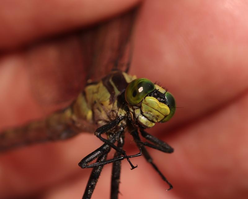 Photo of Black-shouldered Spinyleg