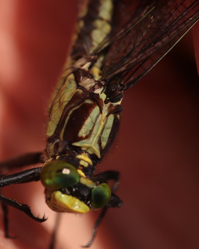 Photo of Black-shouldered Spinyleg