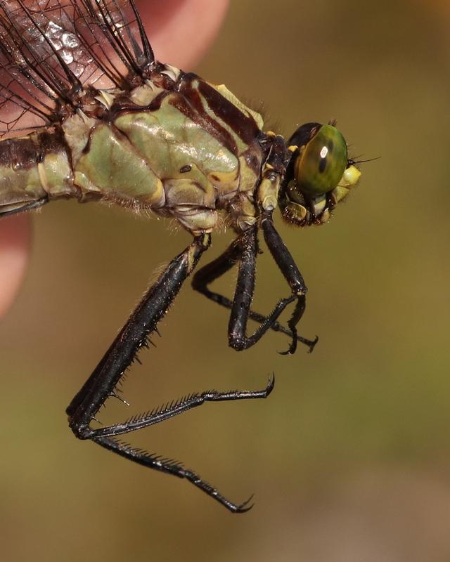 Photo of Black-shouldered Spinyleg