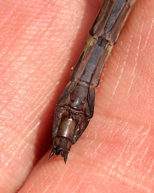 Photo of Black-shouldered Spinyleg