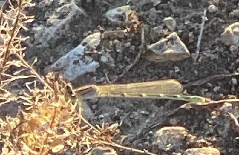 Photo of Tule Bluet