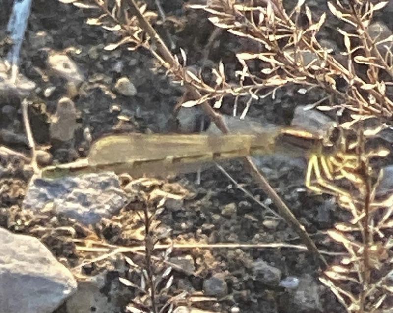 Photo of Tule Bluet