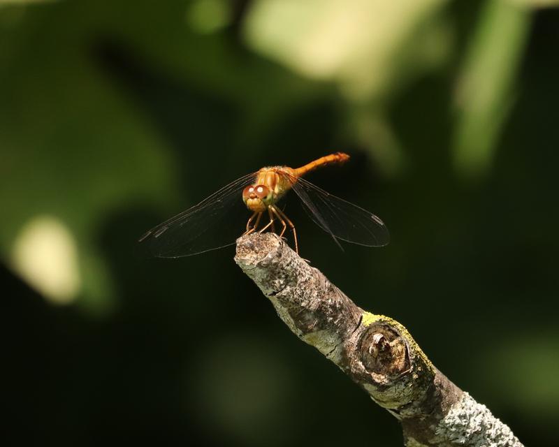 Photo of Autumn Meadowhawk