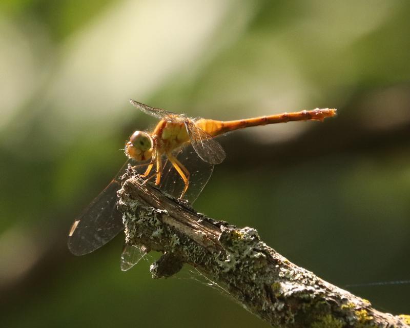 Photo of Autumn Meadowhawk