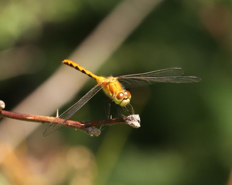 Photo of White-faced Meadowhawk