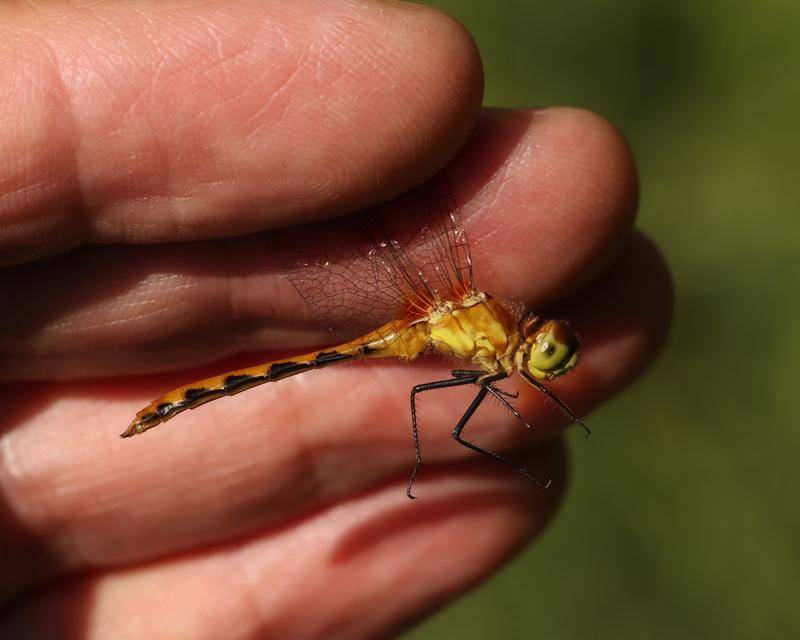 Photo of White-faced Meadowhawk