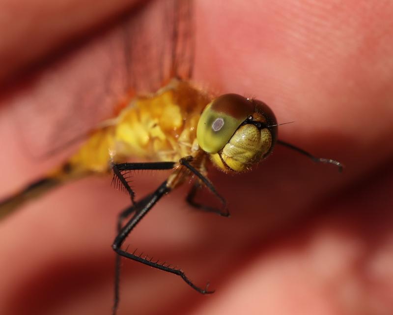 Photo of White-faced Meadowhawk