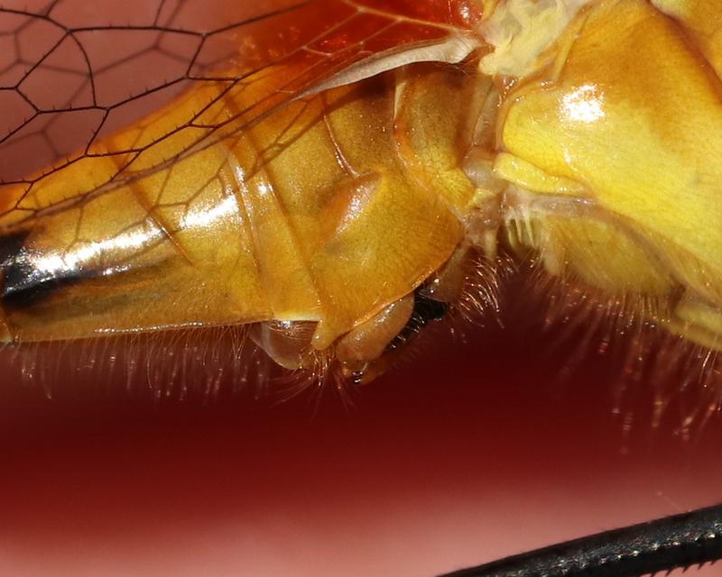 Photo of White-faced Meadowhawk