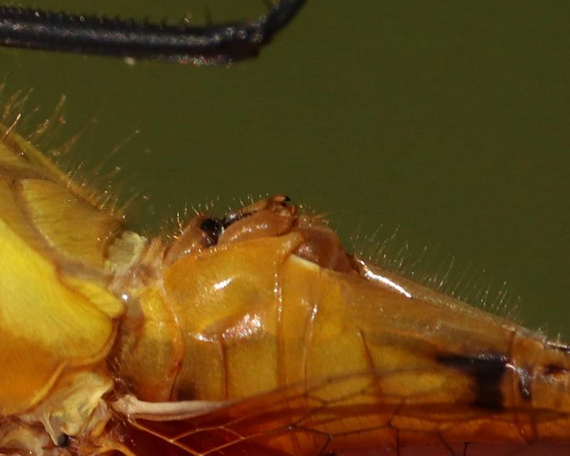 Photo of White-faced Meadowhawk