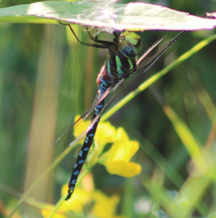 Photo of Lance-tipped Darner