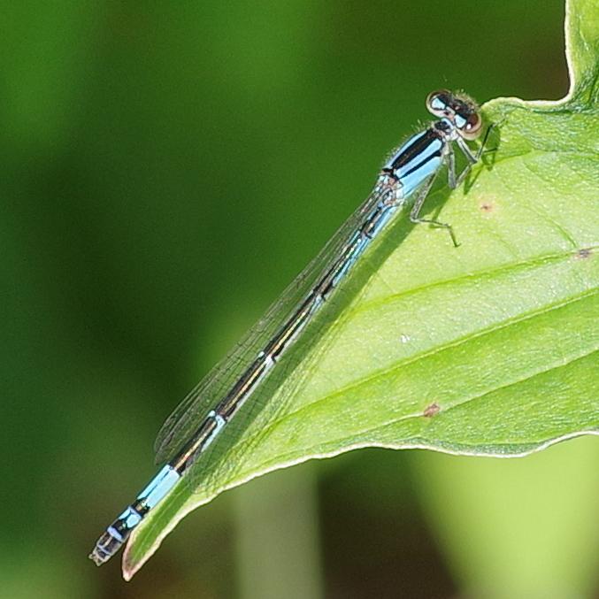 Photo of Azure Bluet