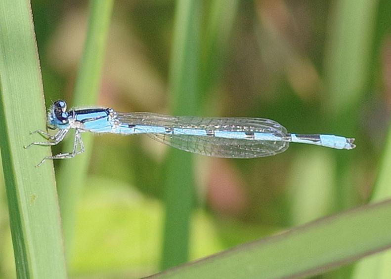 Photo of Familiar Bluet