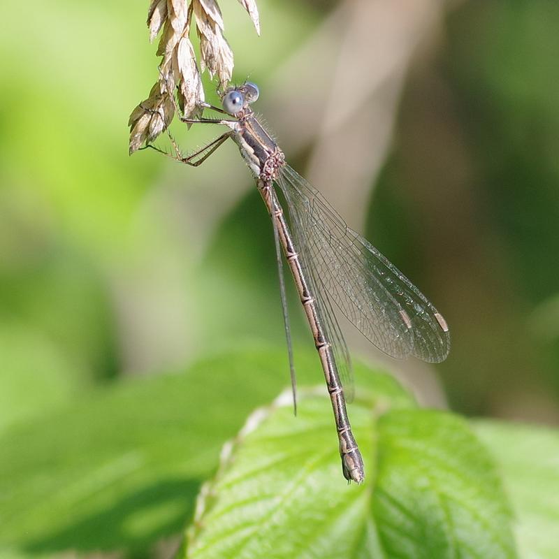 Photo of Spotted Spreadwing