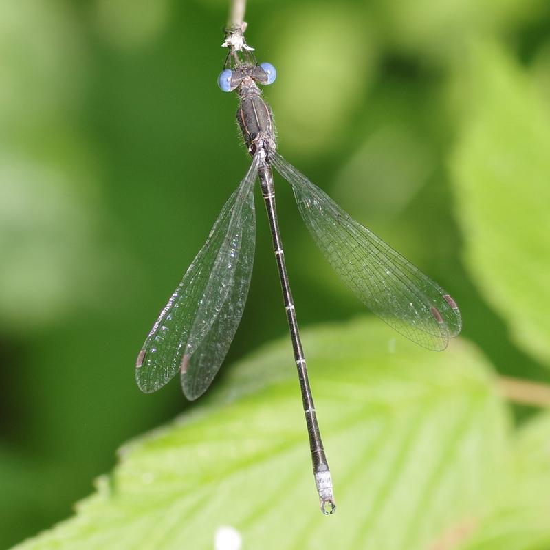 Photo of Spotted Spreadwing