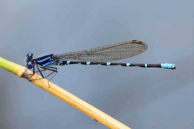 Photo of Blue-ringed Dancer