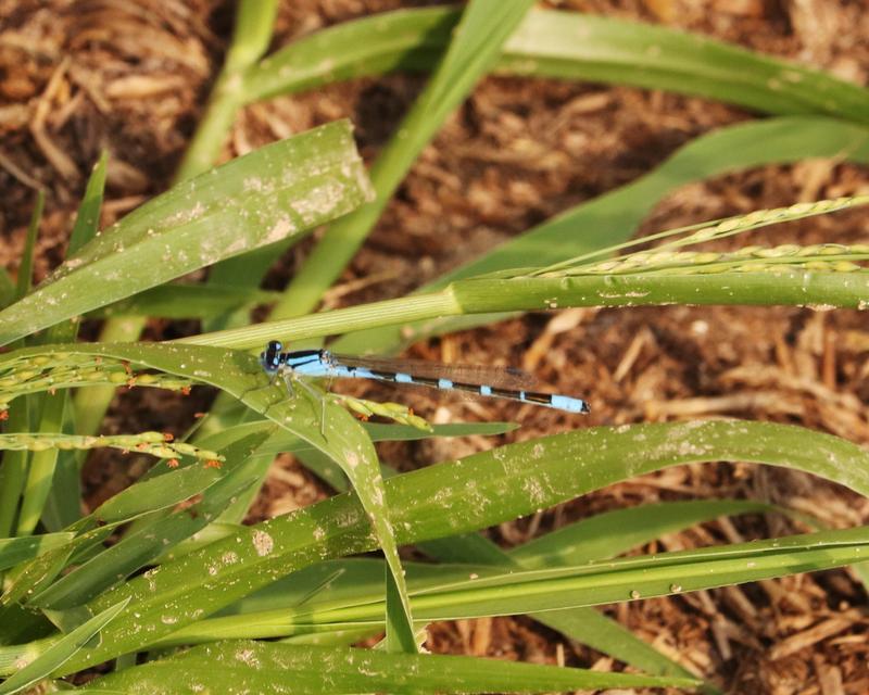 Photo of Tule Bluet