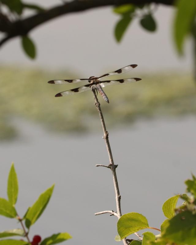 Photo of Twelve-spotted Skimmer