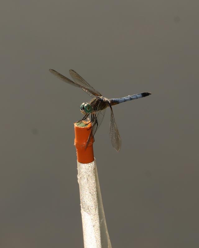 Photo of Blue Dasher