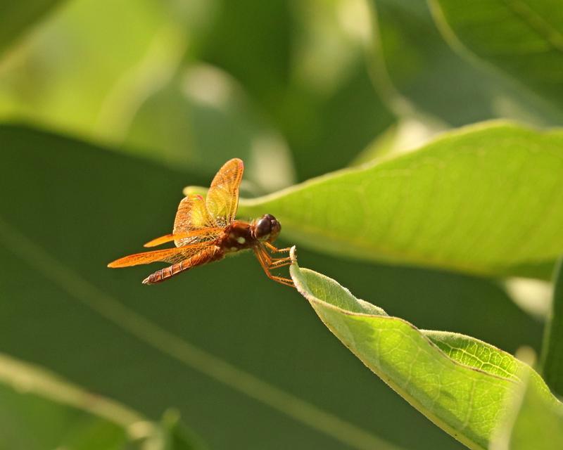 Photo of Eastern Amberwing