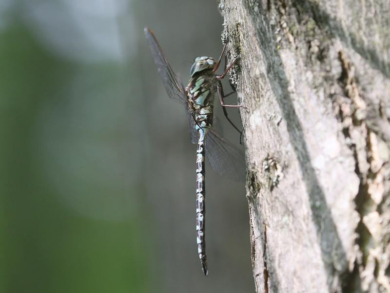 Photo of Mottled Darner