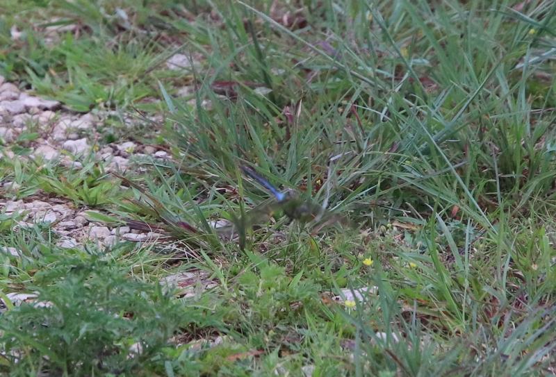 Photo of Common Green Darner