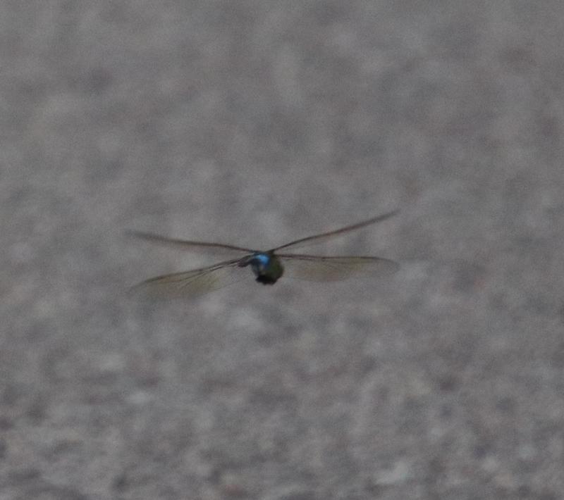 Photo of Common Green Darner