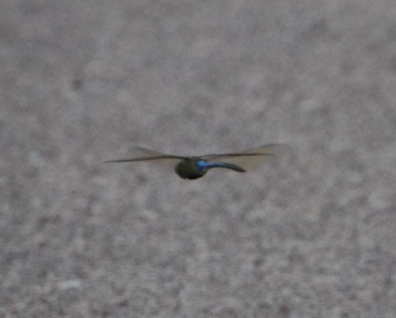 Photo of Common Green Darner