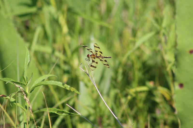 Photo of Halloween Pennant