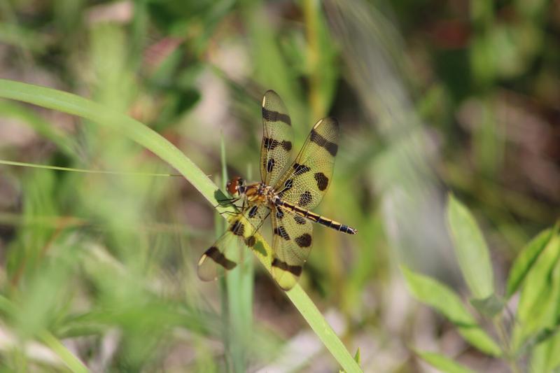 Photo of Halloween Pennant