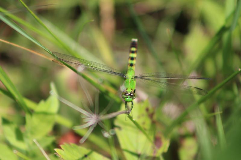 Photo of Eastern Pondhawk