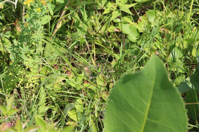 Photo of Eastern Pondhawk