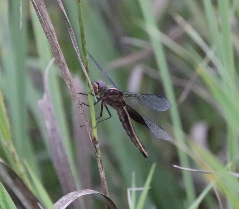 Photo of Widow Skimmer