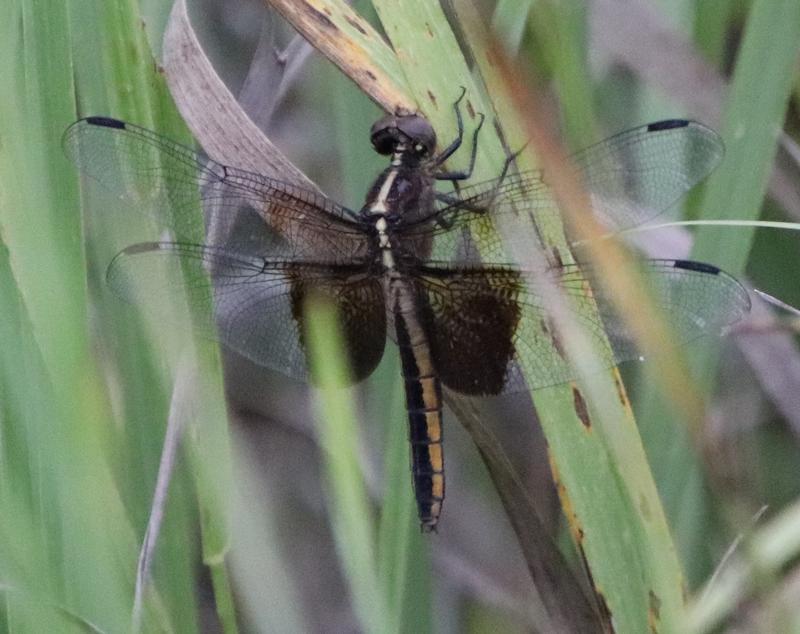 Photo of Widow Skimmer