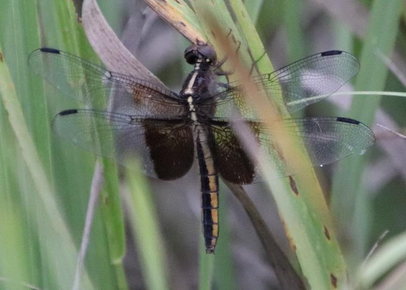 Photo of Widow Skimmer