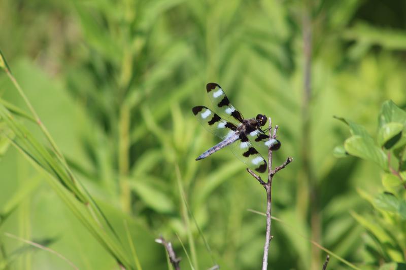 Photo of Twelve-spotted Skimmer