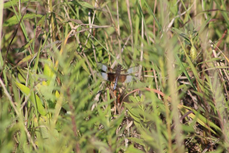 Photo of Widow Skimmer