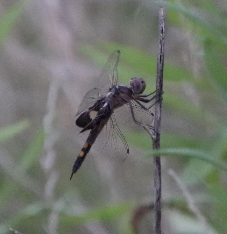 Photo of Black Saddlebags