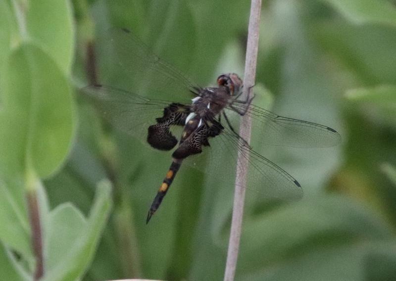 Photo of Black Saddlebags