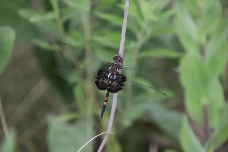 Photo of Black Saddlebags