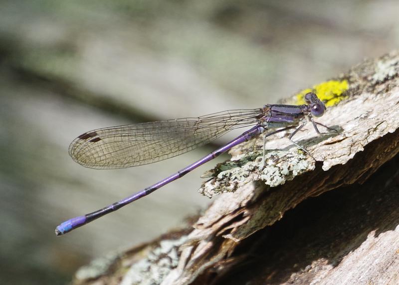 Photo of Variable Dancer (Violet Dancer ssp.)