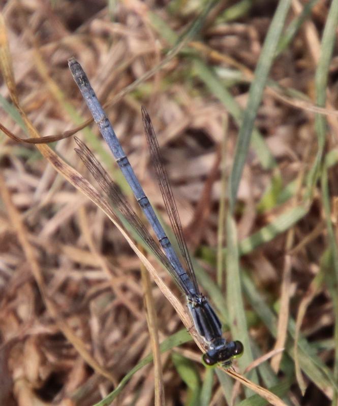Photo of Eastern Forktail