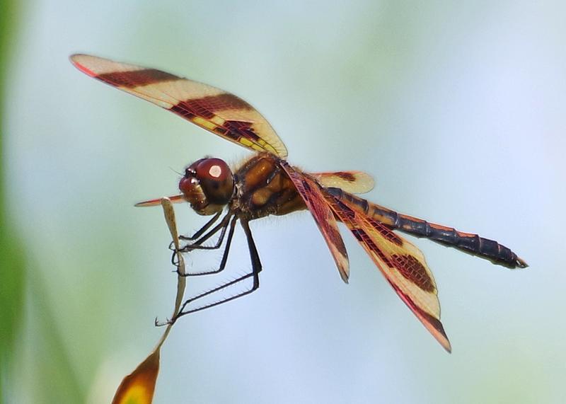 Photo of Halloween Pennant