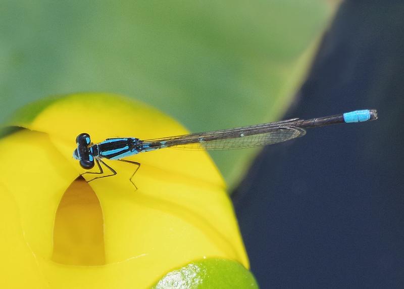 Photo of Skimming Bluet