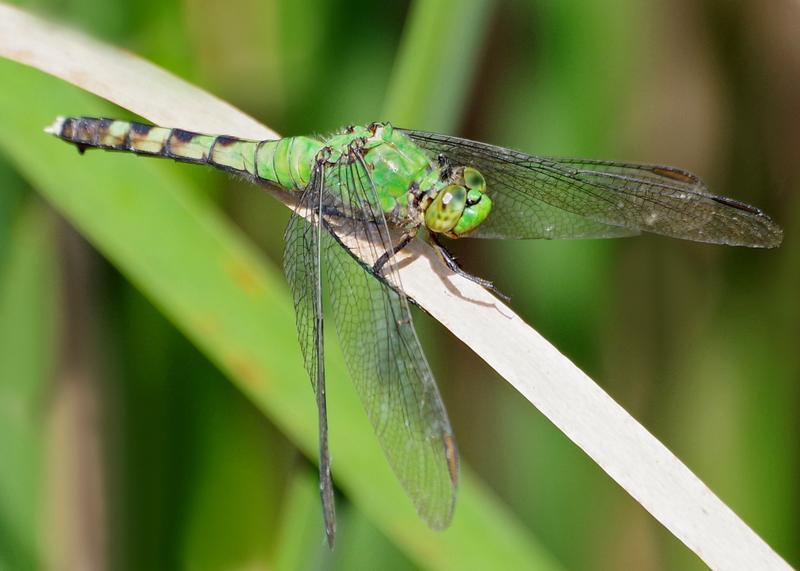 Photo of Eastern Pondhawk