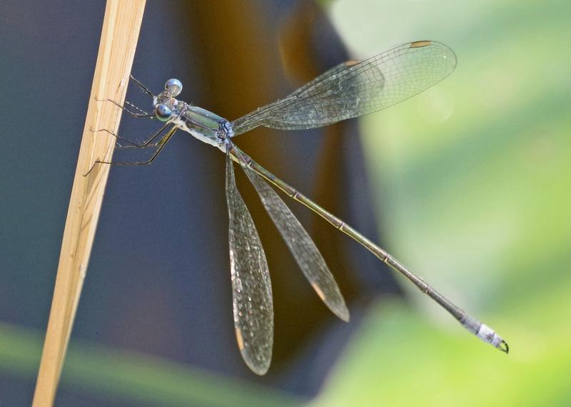 Photo of Swamp Spreadwing