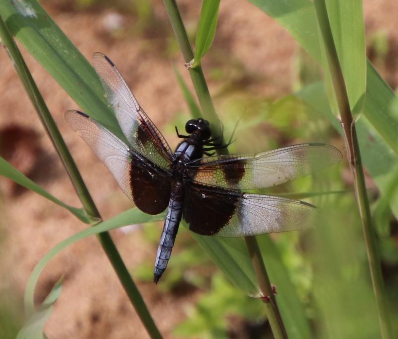 Photo of Widow Skimmer