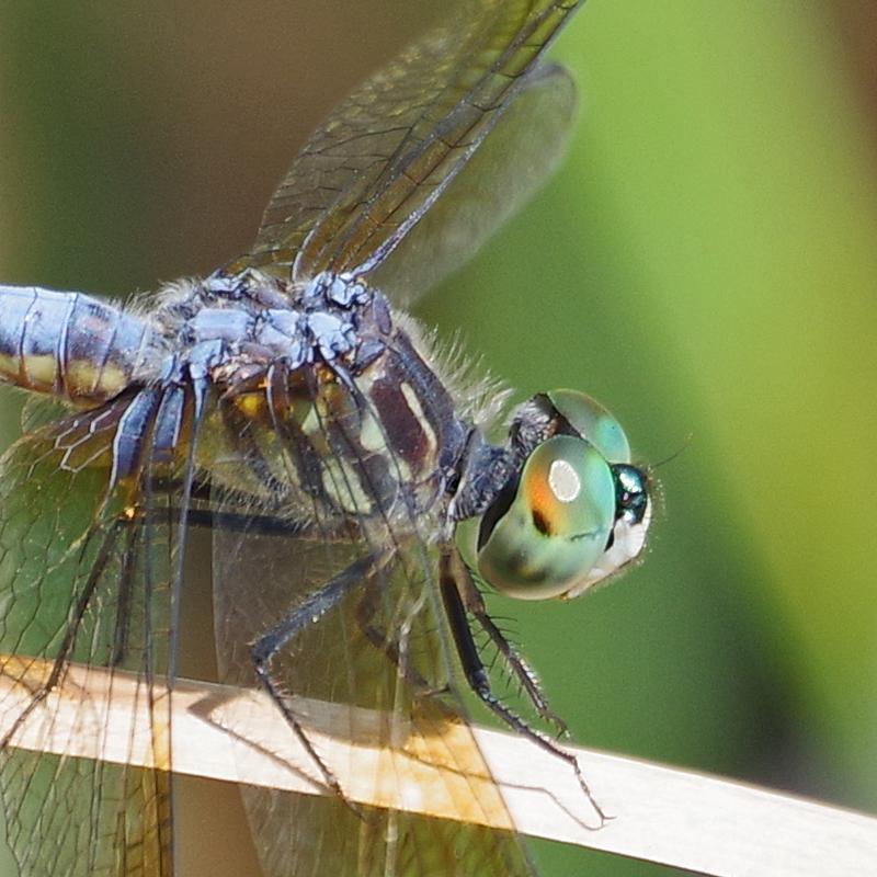 Photo of Blue Dasher